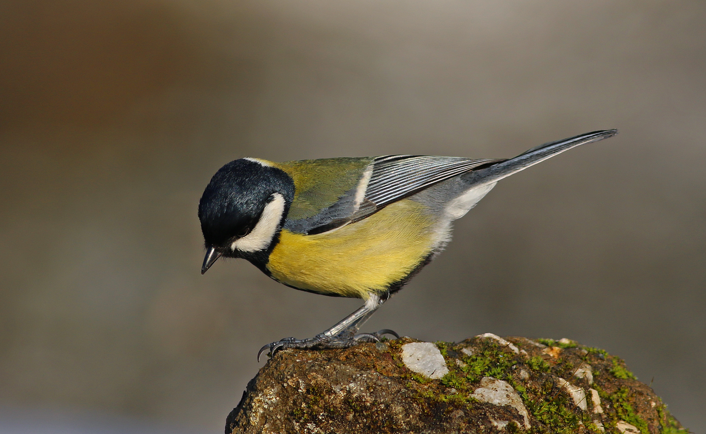 Great Tit